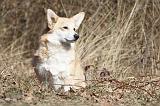 CORGI PEMBROKE 512